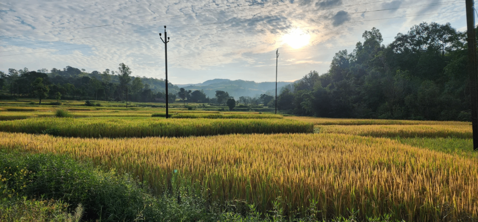 Paddy fields and hills at sunrise